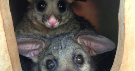 A mother and baby possum at Hunter Wildlife
