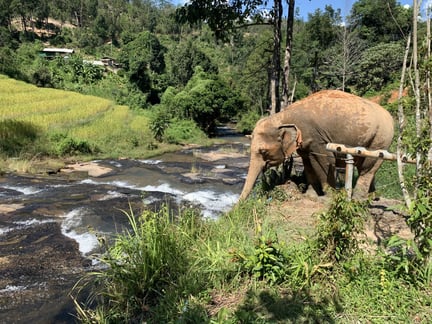 I ChangChill har elefanterne fået et godt liv