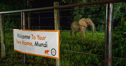 Mundi at the Elephant Refuge North America sanctuary in Georgia, US
