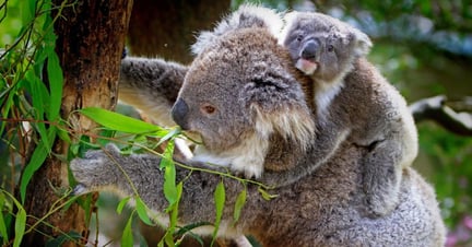Where are the top spots to see Australian animals in the wild? 