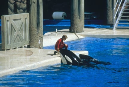 California become first US State to ban SeaWorld Orca shows