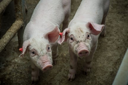Piglets at a higher welfare indoor farm in the Netherlands - World Animal Protection