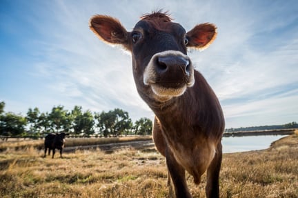 Rescue cow in Australia