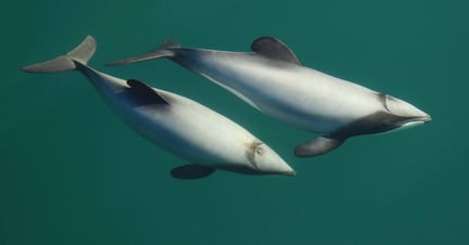 Maui and Hector’s dolphins
