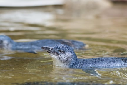 Little Blue Penguin in New Zealand 