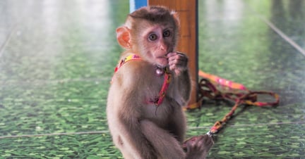 Pet macaques suffering for social media content