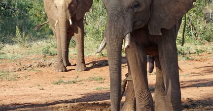 Chained elephants in South Africa