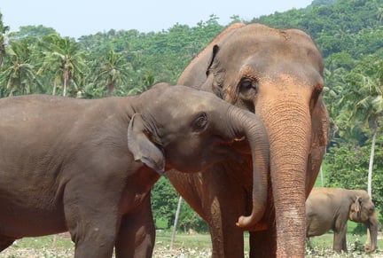 An elephant kiss!