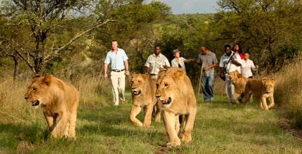 Tourists walking with lions in South Africa - World Animal Protection - Wildlife. Not entertainers