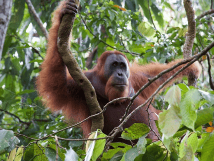 Animal Protectors encounter orangutans in the Sumatran jungle