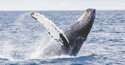 The complex lives of whales: Group living, culture and singing