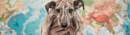 100,000 demand an end to the suffering of Spanish greyhounds used for hunting