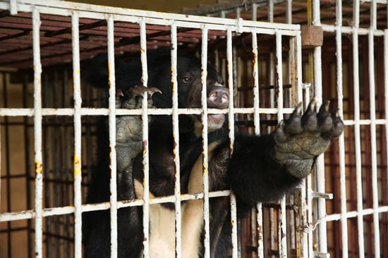 bear bile farm in Vietnam