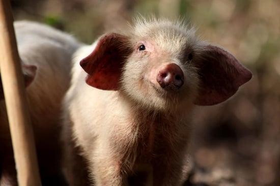 Piglet on a farm