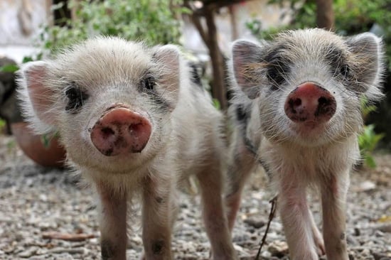Piglets on farm