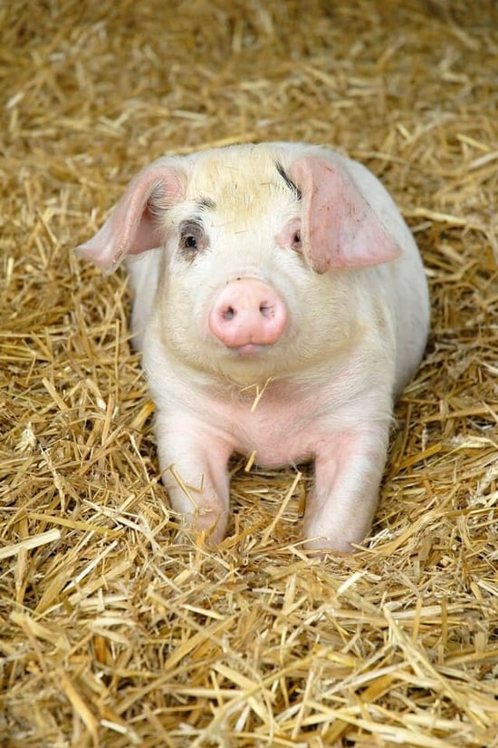 Piglet in straw