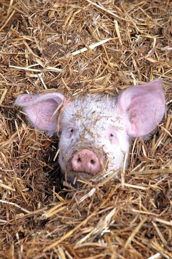 Piglet in straw