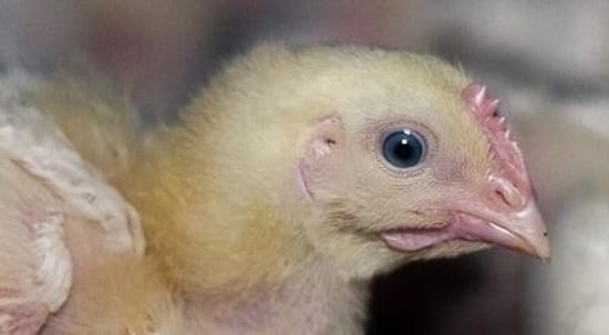 Chick on a farm, NSW, Australia
