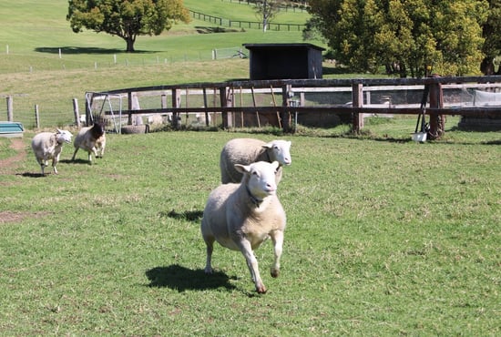 Sheep at Moo to Ewe sanctuary, Australia