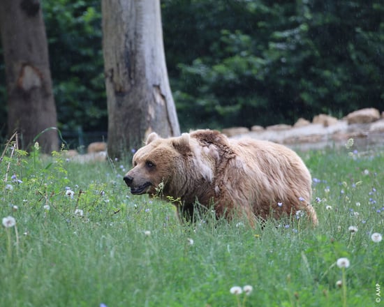 Bear at Libearty Sanctuary