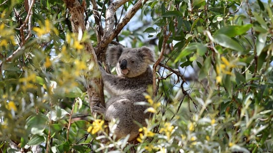 Koala in the wild