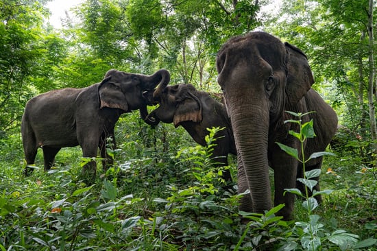 Boon Lai, Kam Rai and Sri Bua at Sappraiwan Elephant Resort and Sanctuary