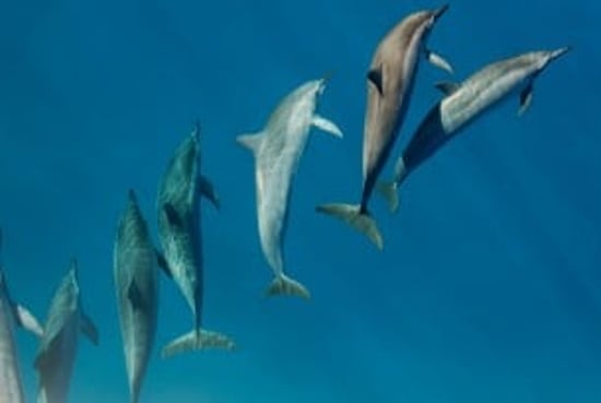 Dolphins in the wild