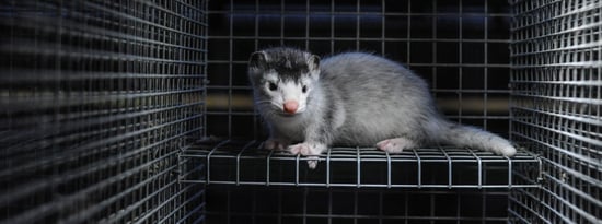 Mink in a cage