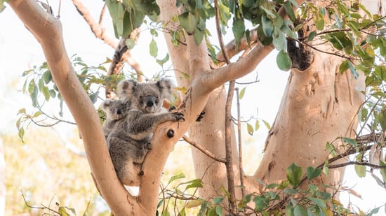 Koala in the wild