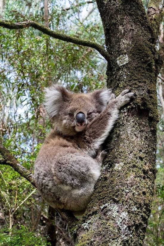 Koala in the wild