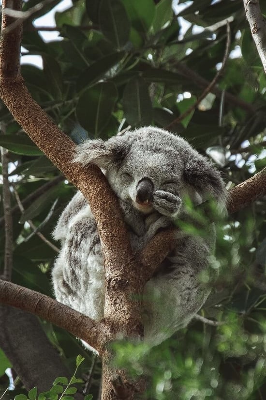 Koala in the wild