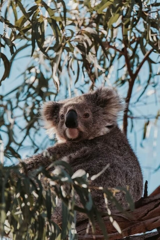Koala in the wild