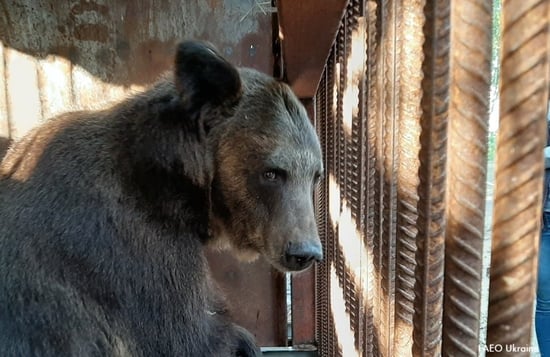 Bear in cage