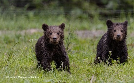 Bear cubs at the sanctuary