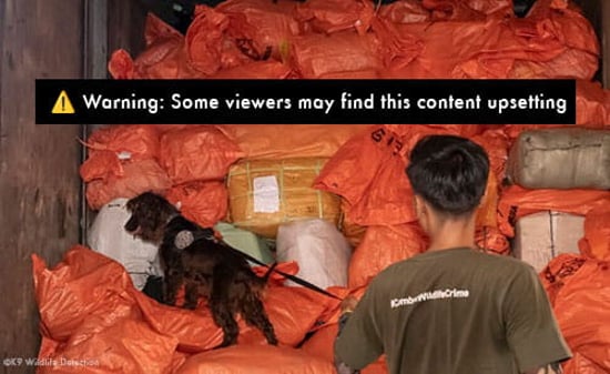 Wildlife detection dog looking for pangolins