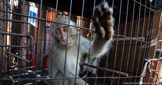 Macaque in Jakarta market