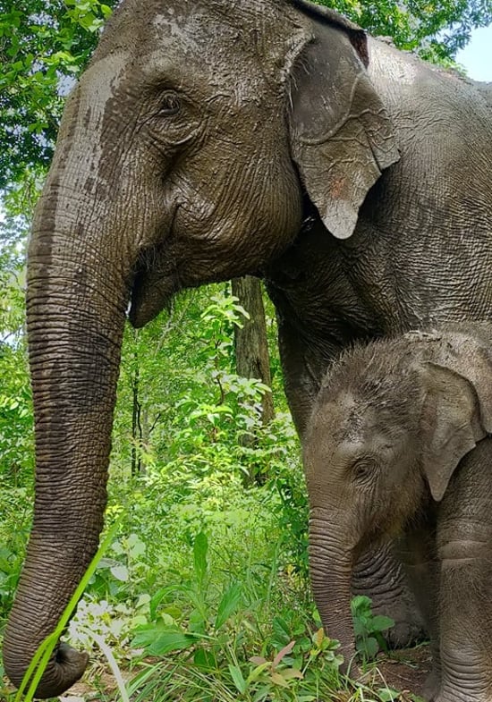 Elephant Valley Project
