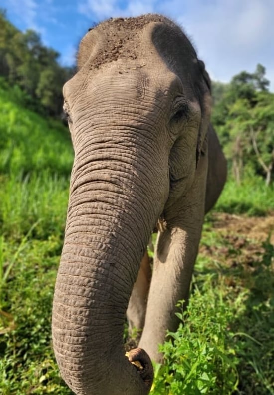 Kindred Spirit Elephant Sanctuary