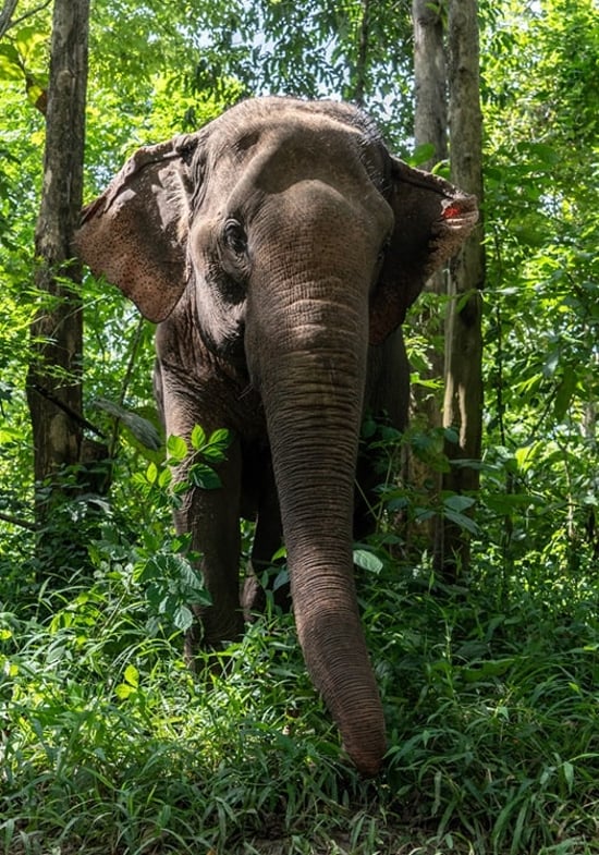 Sappraiwan Elephant Resort and Sanctuary