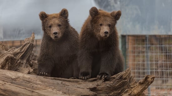 Orphaned baby bears Serafim and Alexander are now inseparable