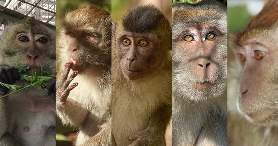 Rescued dancing monkeys