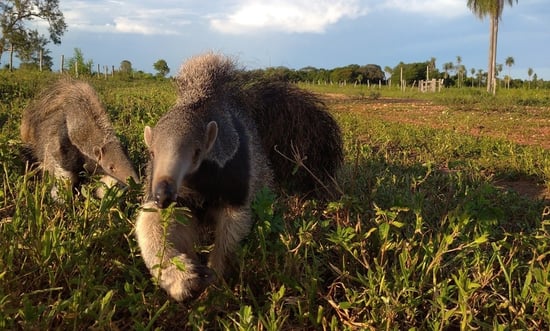 Joey the anteater in Brazil