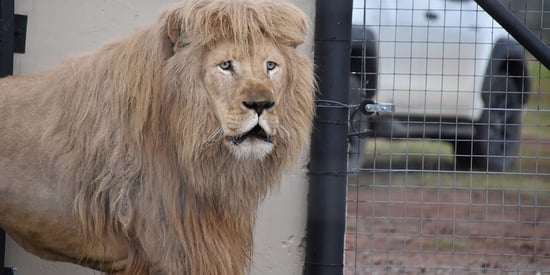 Mannie the lion enjoying life at a sanctuary after being freed from a tiny indoor enclosure at a theme park