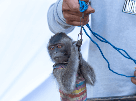 Unyil, a dancing monkey in captivity