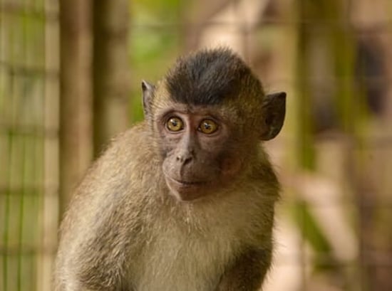 Unyil, a rescued dancing monkey in a rehabilitation centre