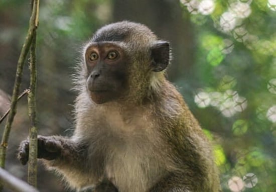 Unyil, a rescued dancing monkey released into the wild