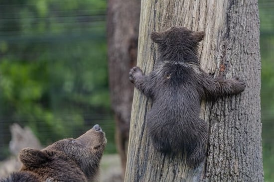 Alpina the bear watches her cub, Elaine, climb a tree at Libearty Sanctuary