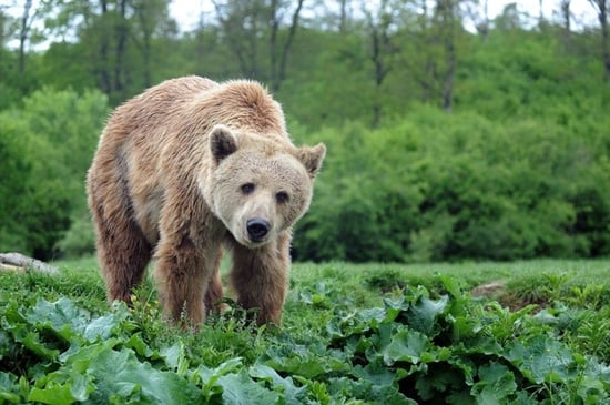 Bear at Zarnesti sanctuary