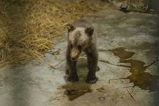 Luci the bear cub first arriving at Libearty Sanctuary