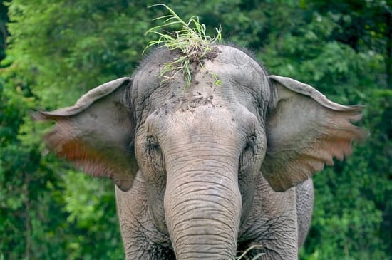 Mae the elephant at ChangChill sanctuary